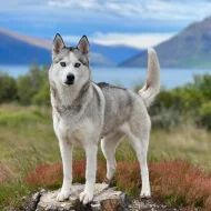 Sibiřský husky