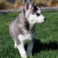 Sibiřský husky