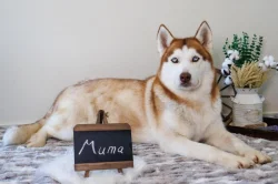 Sibiřský husky