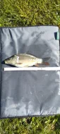 Nabízím k prodeji kapří násadu o velikosti cca 25 cm