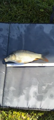 Nabízím k prodeji kapří násadu o velikosti cca 25 cm