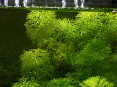 Akvarijní šneci ( levatky) – živé krmení nebo na řasy (Rokycansko)