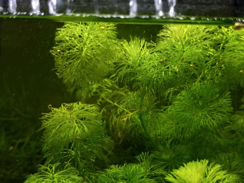 Akvarijní šneci ( levatky) – živé krmení nebo na řasy (Rokycansko)