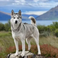 Štěňátka husky