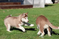 Štěňátka husky