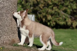 Štěňátka husky