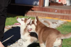 Štěňátka husky