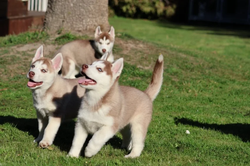 Štěňátka husky