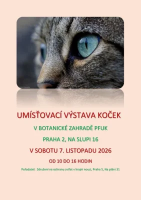 Umísťovací výstava koček