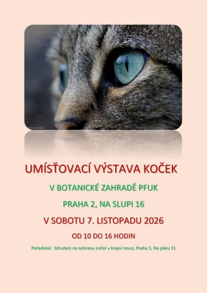 Umísťovací výstava koček