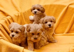 Maltipoo originál