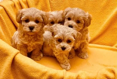 Maltipoo originál