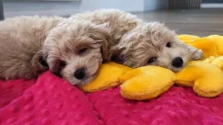 Maltipoo originál