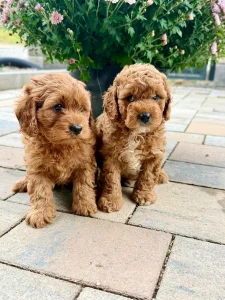 Maltipoo originál