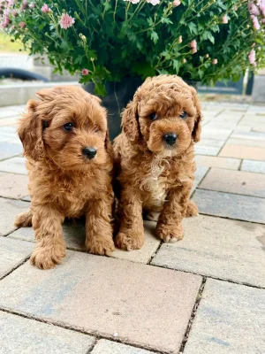 Maltipoo originál