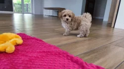 Maltipoo originál