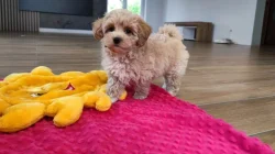 Maltipoo originál
