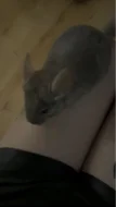 Prodám dvě samičky