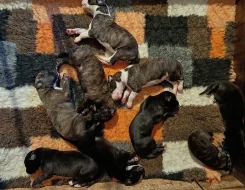 Anglický chrt /Greyhound/ - štěňata s PP