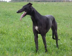 Anglický chrt /Greyhound/ - štěňata s PP