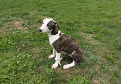 Anglický chrt /Greyhound/ - štěňata s PP
