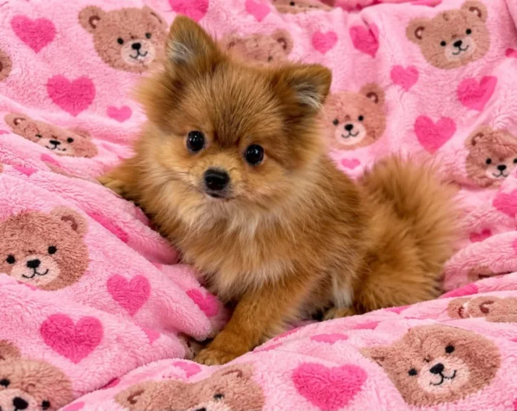 Pomeranian fenečka