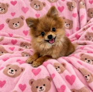 Pomeranian fenečka