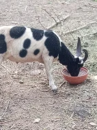 Prodám dva berany a kozla