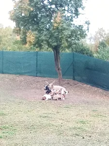 Prodám dva berany a kozla