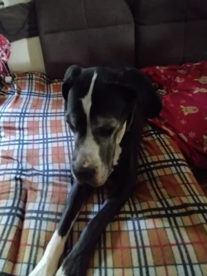 Daruji fenku dogy staří 5let ihned rodinné důvody