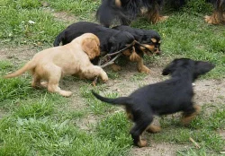 Prodám štěňátka Cavalier King Charles Spaniel
