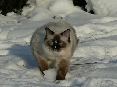 Ragdoll s PP