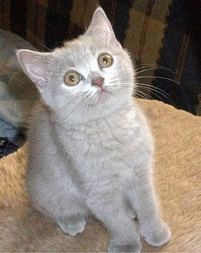 Britská koťátka s PP pro vás!