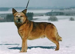 Australský honácký pes