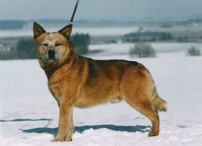 Australský honácký pes