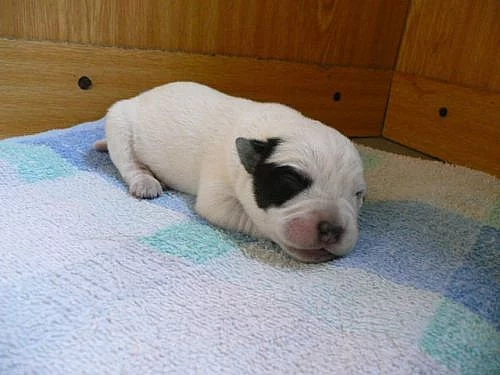 Australský honácký pes