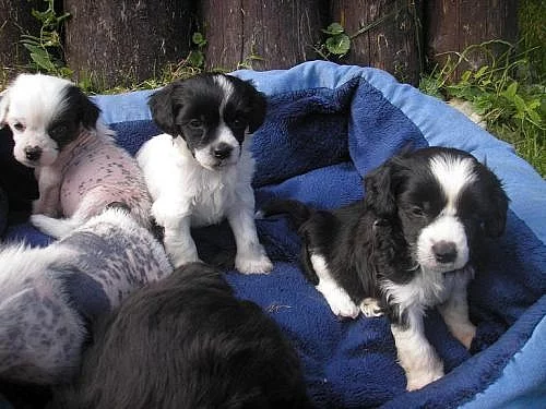 Čínský chocholatý pes