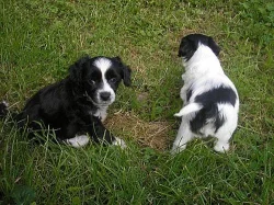 Čínský chocholatý pes