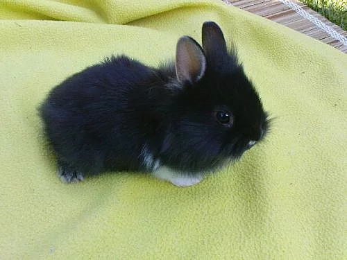 ZAKRSLÍ KRÁLÍČCI PO OTCI TEDDY S RODOKMENEM!