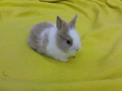 ZAKRSLÍ KRÁLÍČCI PO OTCI TEDDY S RODOKMENEM!