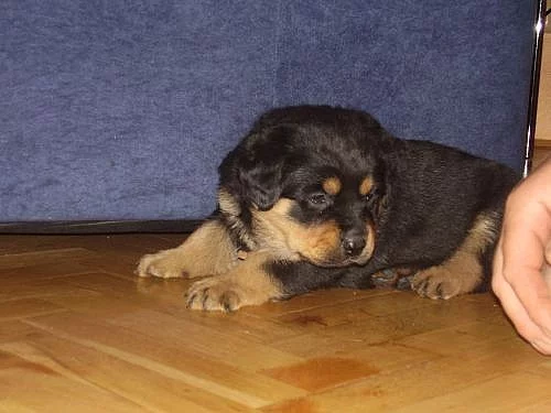 Krásná štěňátka rotvajlera