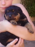 Krásná štěňátka rotvajlera