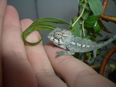 Chameleon pardali (Furcifer pardalis) - Ambilobe F2