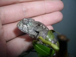Chameleon pardali (Furcifer pardalis) - Ambilobe F2