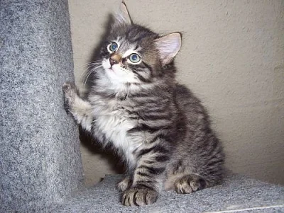 SIBIŘSKÝ KOCOUREK