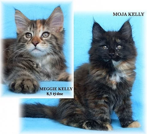 Mainská mývalí koťátka (pouze s PP)