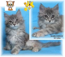 Mainská mývalí koťátka (pouze s PP)