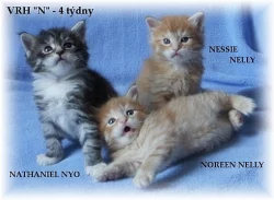 Mainská mývalí koťátka (pouze s PP)