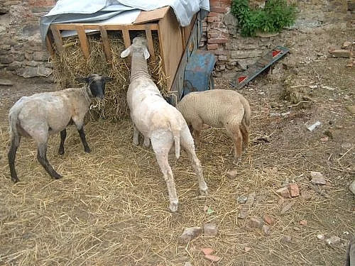 Prodám stádečko oveček