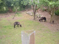 Prodám stádečko oveček